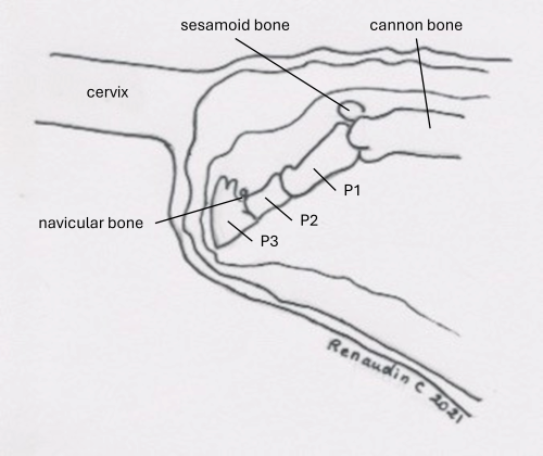 Drawing showing fetal lower limbs in relation to mare's cervix during gestation.