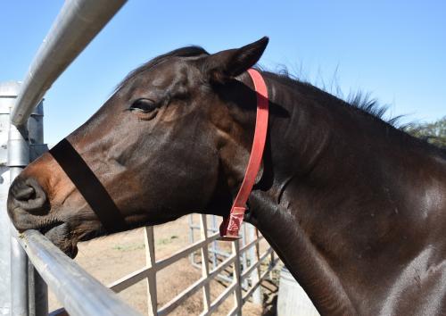 Bay horse cribbing on a metal fence