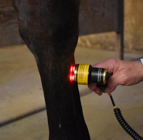 cold laser being applied to a horse's lower leg