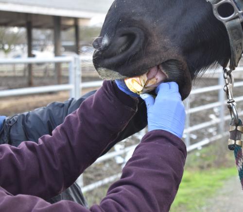 Closeup of a veterinarian performing a dental examination on a horse.