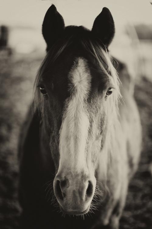 Picture of a horse facing the camera