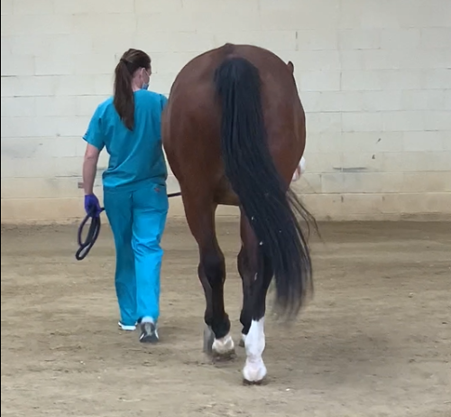 neuro exam - walk straight line
