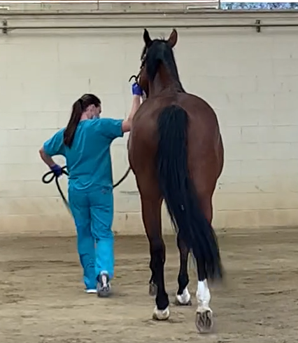 neuro exam - walk with head elevated