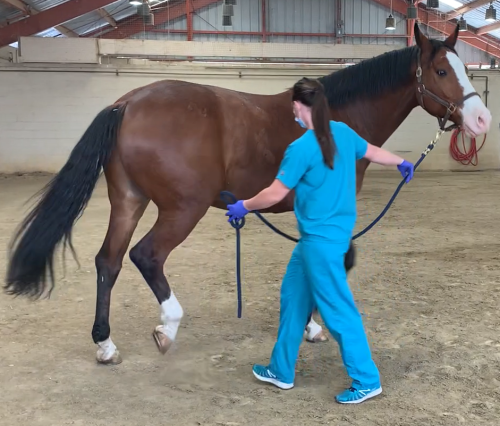 neuro exam - walk in small circles