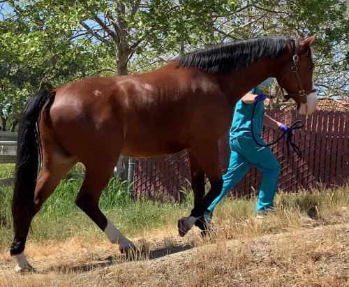 neuro exam - walk up hill