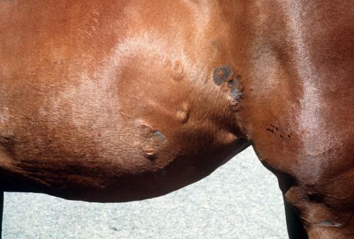 signs of ringworm on a horse's side