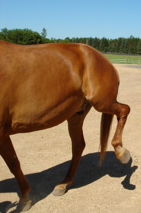 horse with shivers