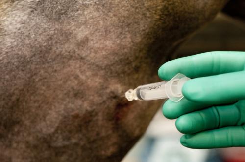 veterinarian giving an injection