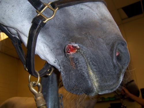 summer sore on horse's lip