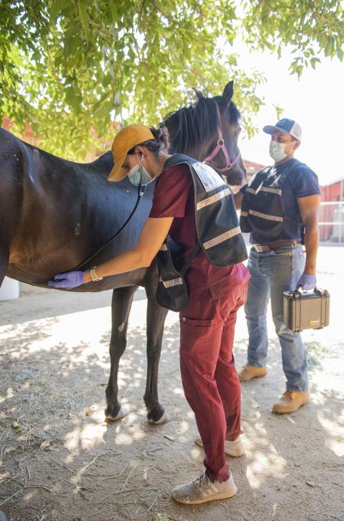VERT members care for a horse evacuated from the Caldor fire
