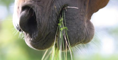 Closeup of horse's mouth chewing grass