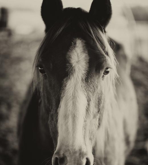 Picture of a horse facing the camera