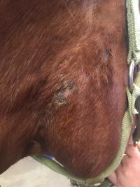 skin lesions on Achilles' face