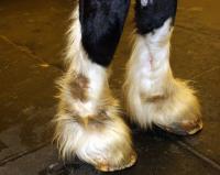 chorioptic mange on draft horse legs
