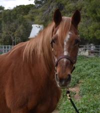 headshot of Achilles