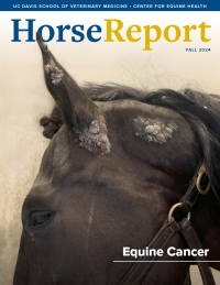 Cover of fall Horse Report publication showing horse with severe sarcoids around its ear
