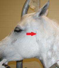Grey horse with large melanomas in throatlatch area