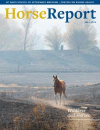 Horse walking in a burned field