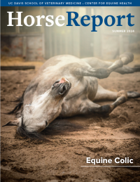 Gray horse rolling in the dirt