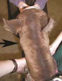 foal with OOAM