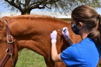 IM vaccine being given in the neck