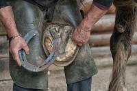 A farrier measuring a horse's hoof for a horseshoe