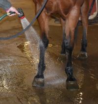washing a horse's legs