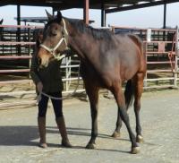 eNAD horse