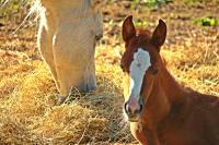 foal with dam
