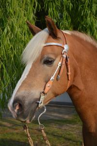 Headshot of a Haflinger wearing a western bridle with silver detail.