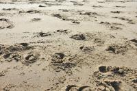 horseshoe prints in sand