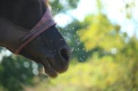 flies around horse's nose