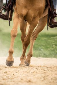 palomino horse legs