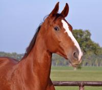 Picture of horse with head up, looking alert.