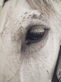 close up of horse eye