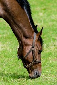 horse eating grass