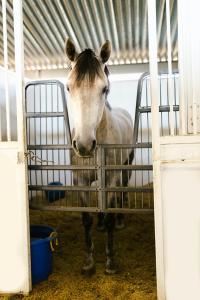 grey horse standing in stall