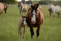 Mare and foal walking in a grass field.