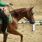picture of a Quarter Horse being ridden