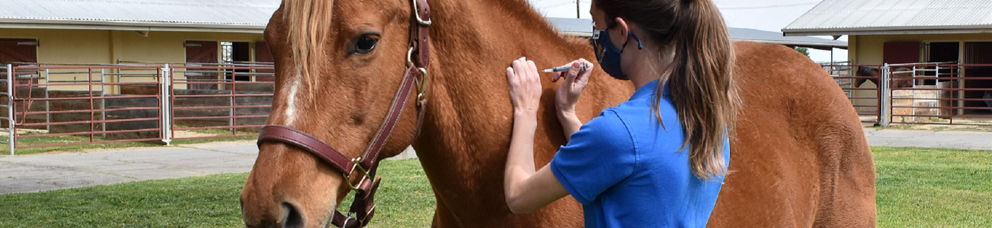 cover of spring 2021 Horse Report